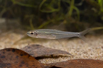 Ammocryptocharax minutus Minutul Characin-Fleche