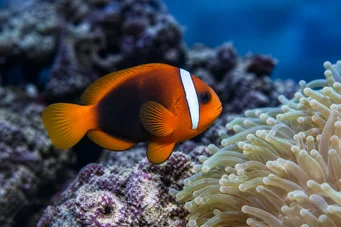Amphiprion melanopus Melanopus Amphiphiprion