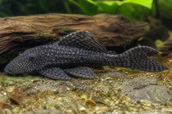 Ancistrus bodenhameri Ancistrus Bodenameri