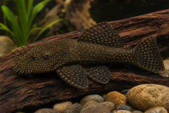 Ancistrus cirrhosus Ancistrus Cirrhosus