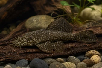 Ancistrus hyplogenys Ancistru negru