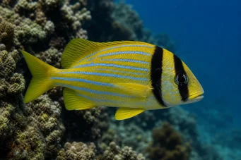 Anisotremus virginicus Porc