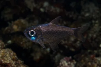 Anomalops katoptron Pește anomalie