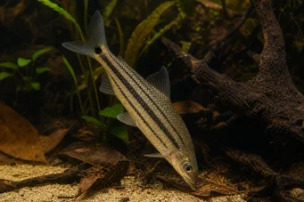 Anostomus anostomus Anostom cu dungi