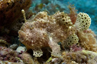 Antennarius maculatus Pește-rapaud, pescar sau antene