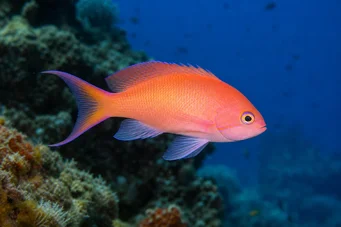 Anthias anthias Frizer