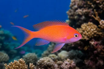 Anthias squamipinnis Frizer roșu
