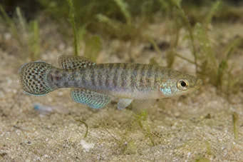 Aphanius dispar Aphanius dispare