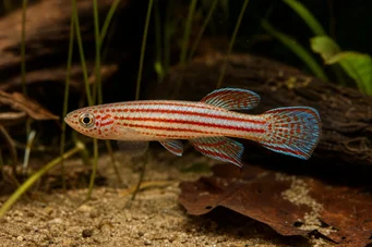 Aphyosemion striatum APHYO cu dungi