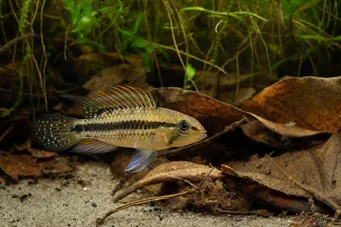 Apistogramma nijsseni Najssen pitic cichlid