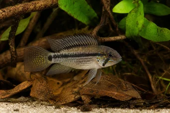 Apistogramma steindachneri Apisto Steindachneri