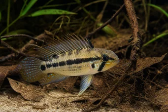 Apistogramma trifasciatum Cichlid pitic cu trei linii