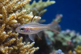 Apogon leptacanthus Apogon cu benzi albastre