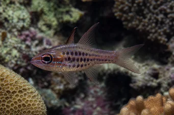 Apogon nematopterus Pijamale Apogon