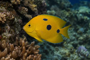 Apolemichthys trimaculatus Pește Tritachery