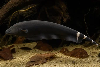 Apteronotus albifrons American Coup Fish - numit și Black PHA