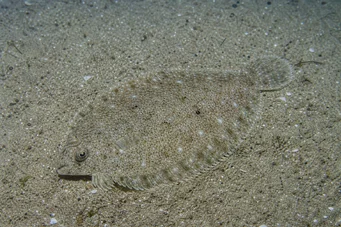 Arnoglossus laterna Fals Limande