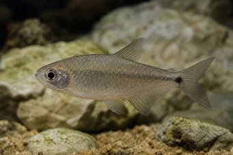 Astyanax fasciatus mexicanus