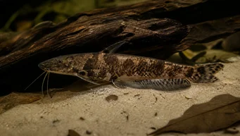 Auchenipterichthys thoracatus Auchenipterichthys tocatus
