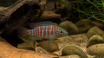 Badis badis Pește cameleon