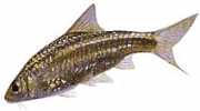 Barbus fasciatus Bărbos
