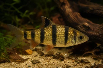 Barbus pentazona johorensis (Cinci barbă cu bandă)