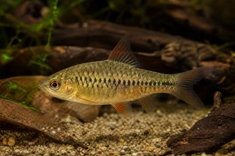 Barbus roloffi (Roloffi barba)