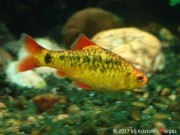 Barbus schuberti Schuberti cu barbă