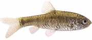 Barbus semifasciolatus Brass Barded