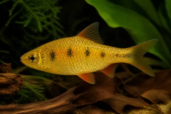 Barbus semifasciolatus (Brass Barded)