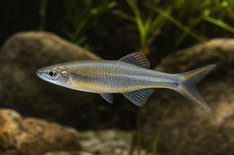 Bedotia geayi (Curcubeul Madagascar)