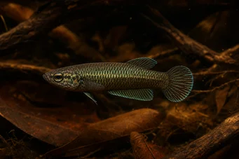 Betta bellica