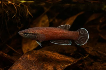 Betta channoides 