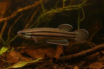 Betta trifasciata (Luptător)