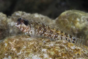 Blennius nigriceps (Negru -capul)