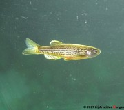 Brachydanio frankei Danio Léopard