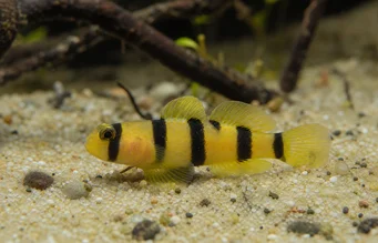 Brachygobius doriae