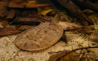Bunocephalus kneri Pește banjo