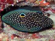 Calloplesiops altivelis Cometă