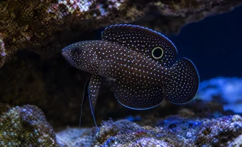 Calloplesiops altivelis Cometă