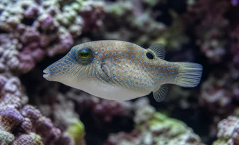 Canthigaster solandri