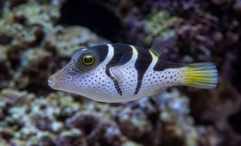 Canthigaster valentini Canthigaster cu șa