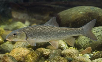 Capoeta oligolepis Oligolepisul cu barbă