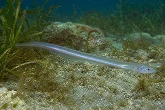 Carapus acus Iubita