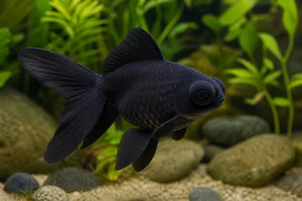 Carassius auratus moor (Acosta)