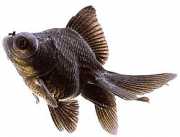 Carassius auratus telesc... Telescop