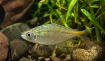 Carlastyanax aurocaudatus Nici unul