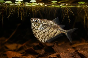 Carnegiella strigata strigata (De marmură)