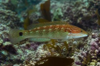 Centrolabus melops (Crenilabre comună)