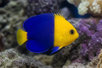Centropyge bicolor (Două tone)